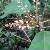 Sterculia zeylanica Kosterm.